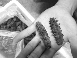 海參被曝?fù)教窃鲋兀凶R(shí)別干參優(yōu)劣